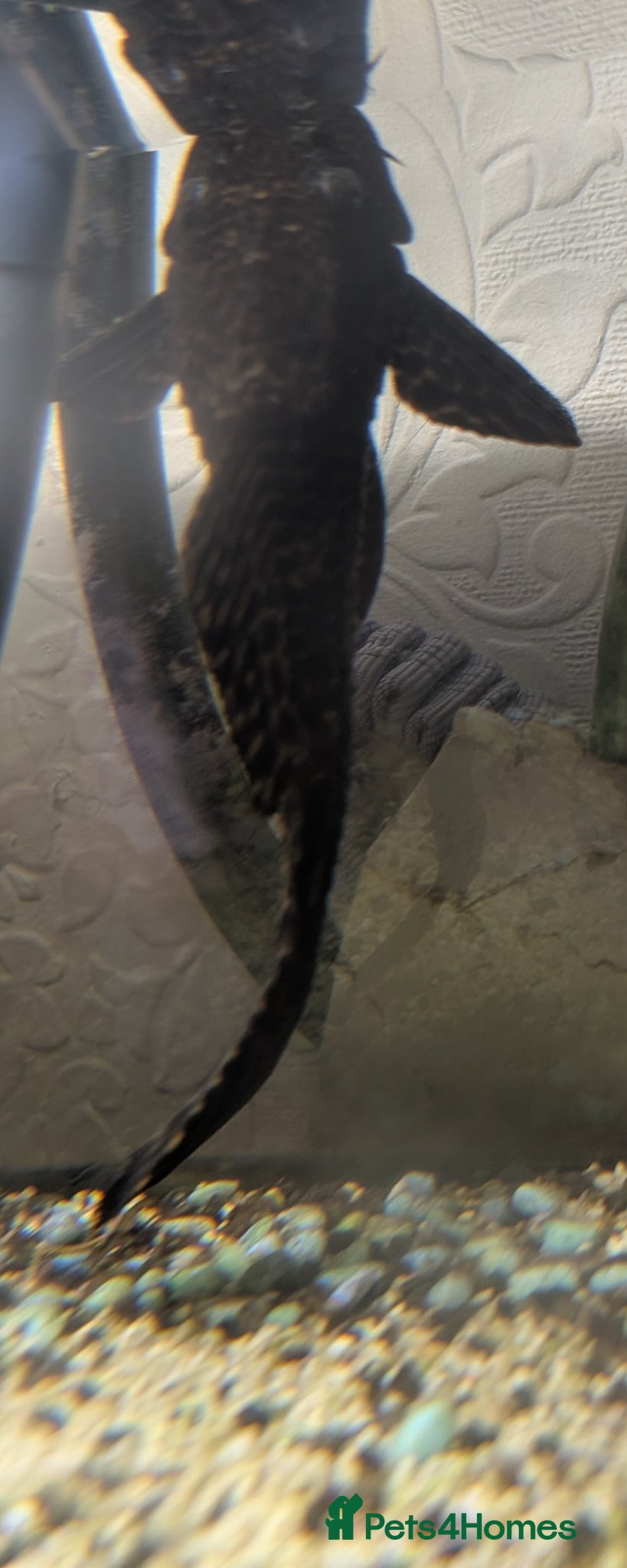 Catfish fish Catfish  - Advert 7
