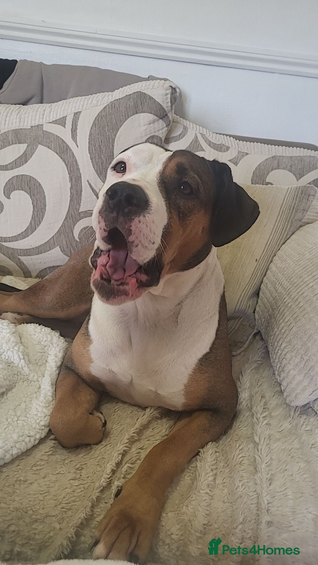 Mixed Breed dogs Looking to rehome - Advert 1