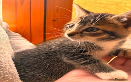 Mixed Breed cats for sale: Beautiful and super playful kittens  - Image 11