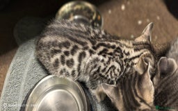 Bengal cats for sale: Sweet Bengal Kittens For Sale  - Image 8