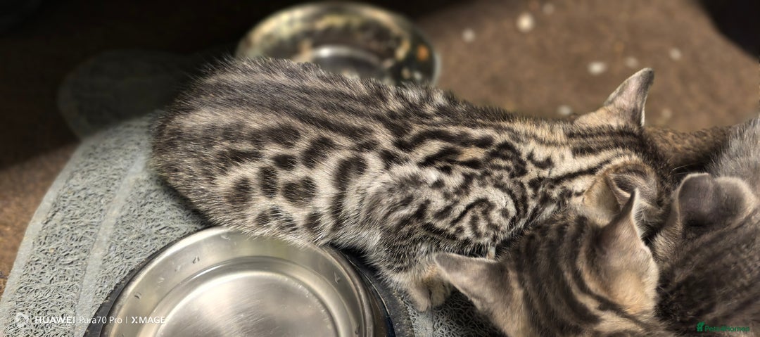 Bengal cats for sale: Sweet Bengal Kittens For Sale  - Image 8