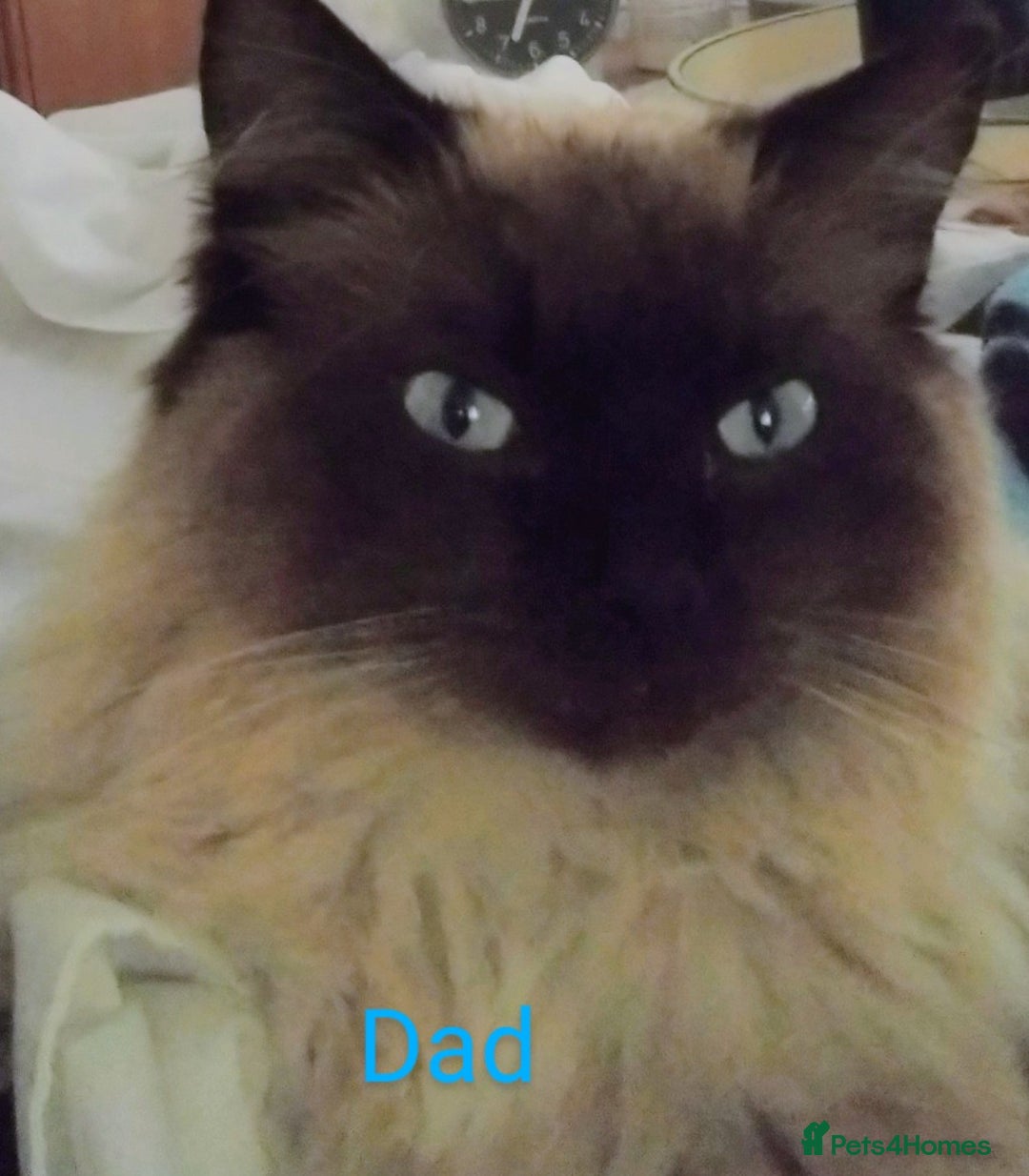 Ragdoll cats for sale: Sweet natured pure bred Ragdoll kittens  - Image 11