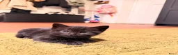 Domestic Shorthair cats for sale: 🐾 Gorgeous Black Shorthair Boy Kittens 🐾 - Advert 7