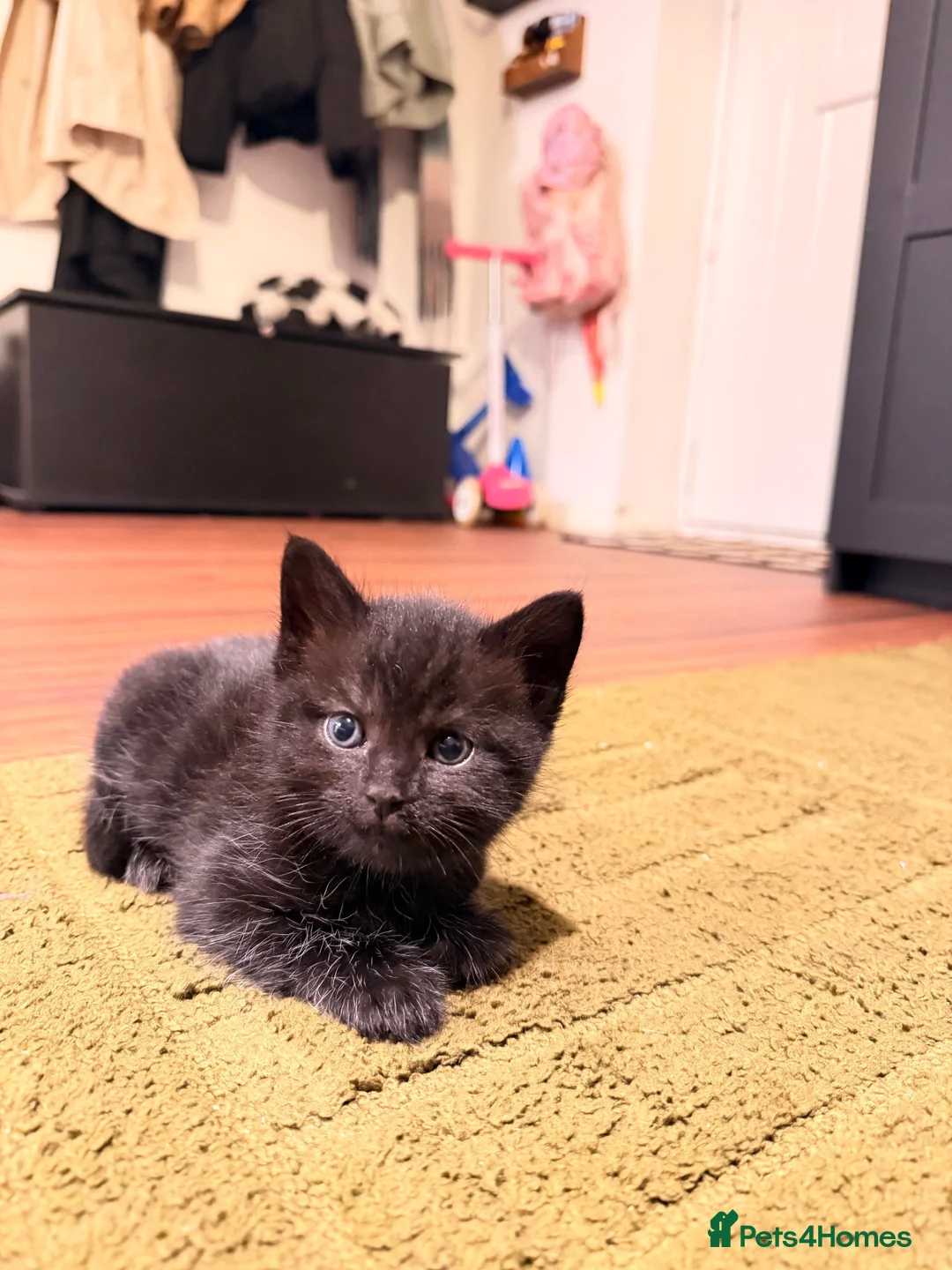 Domestic Shorthair cats for sale: 🐾 Gorgeous Black Shorthair Boy Kittens 🐾 - Advert 7