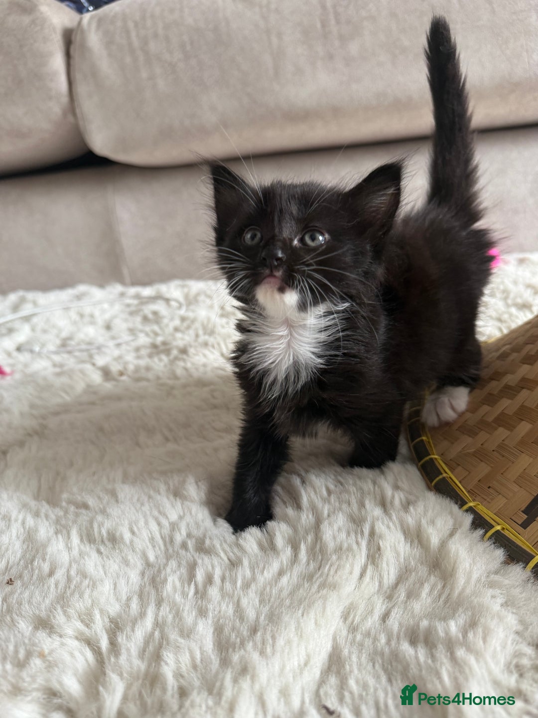 Mixed Breed cats for sale: 3 sweet kittens ready 27th Sep - Image 13