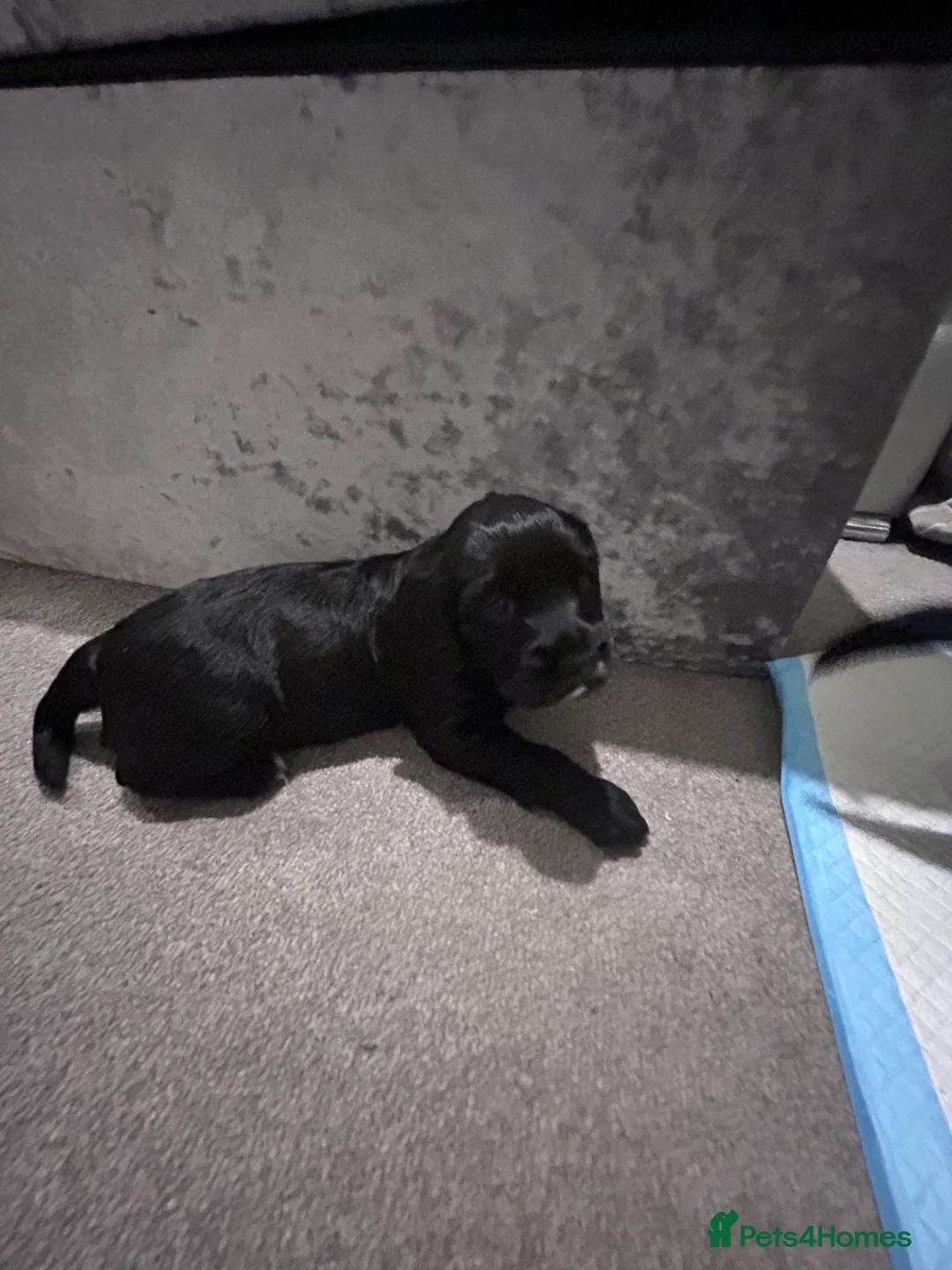 Cocker Spaniel dogs for sale: Two female cocker spaniels  - Advert 4