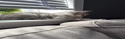 British Shorthair cats for sale: 10 month old male - Advert 5