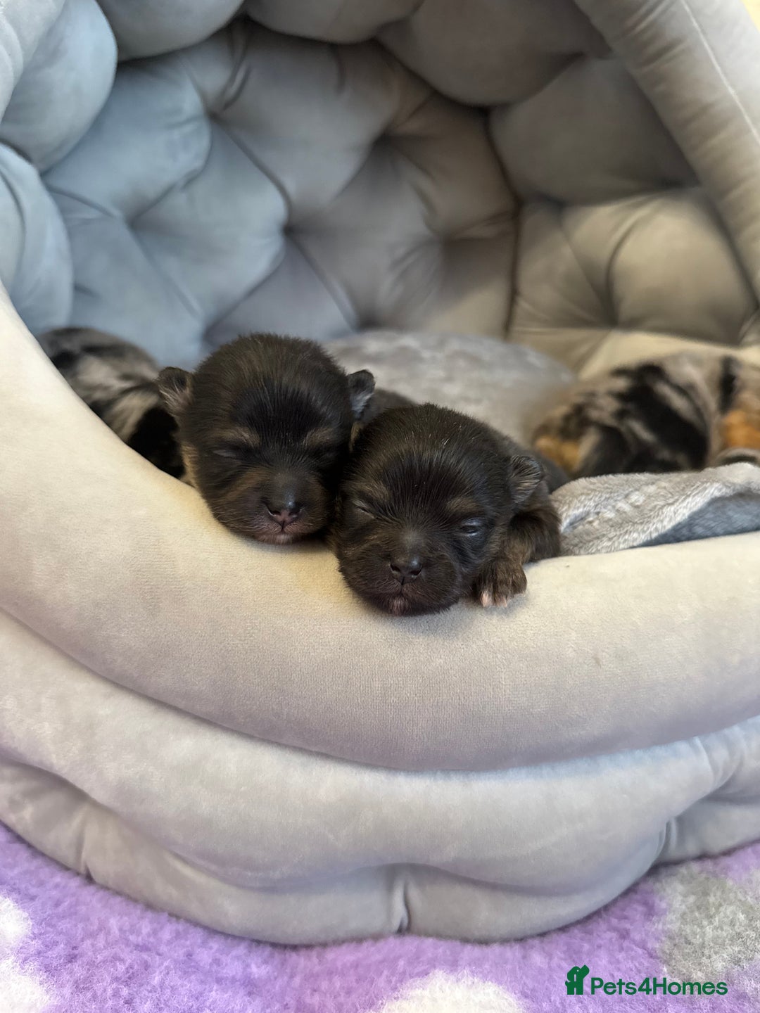 Pomeranian dogs for sale: Rare Beautiful Merle Pomeranians 💎 - Advert 5