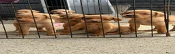 Labrador Retriever dogs for sale: Beautiful Red kc Labrador Puppies - Advert 5