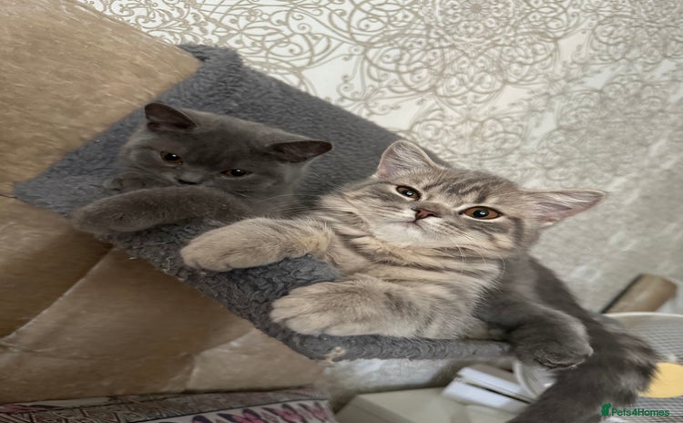 British Shorthair cats - Advert 11
