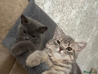 British Shorthair cats - Advert 20