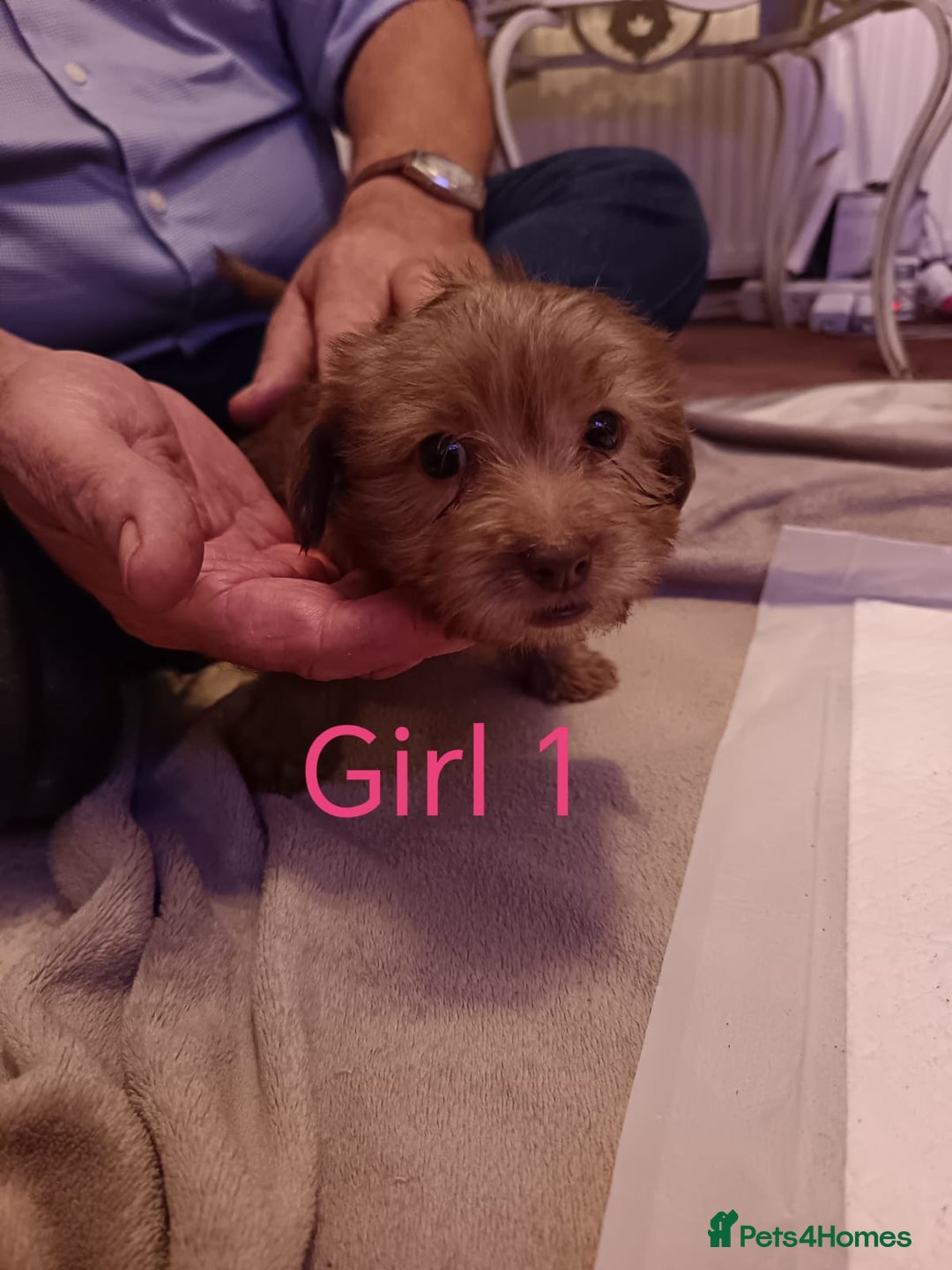 Norfolk Terrier dogs for sale: Norfolk Terrier Puppies - Advert 5