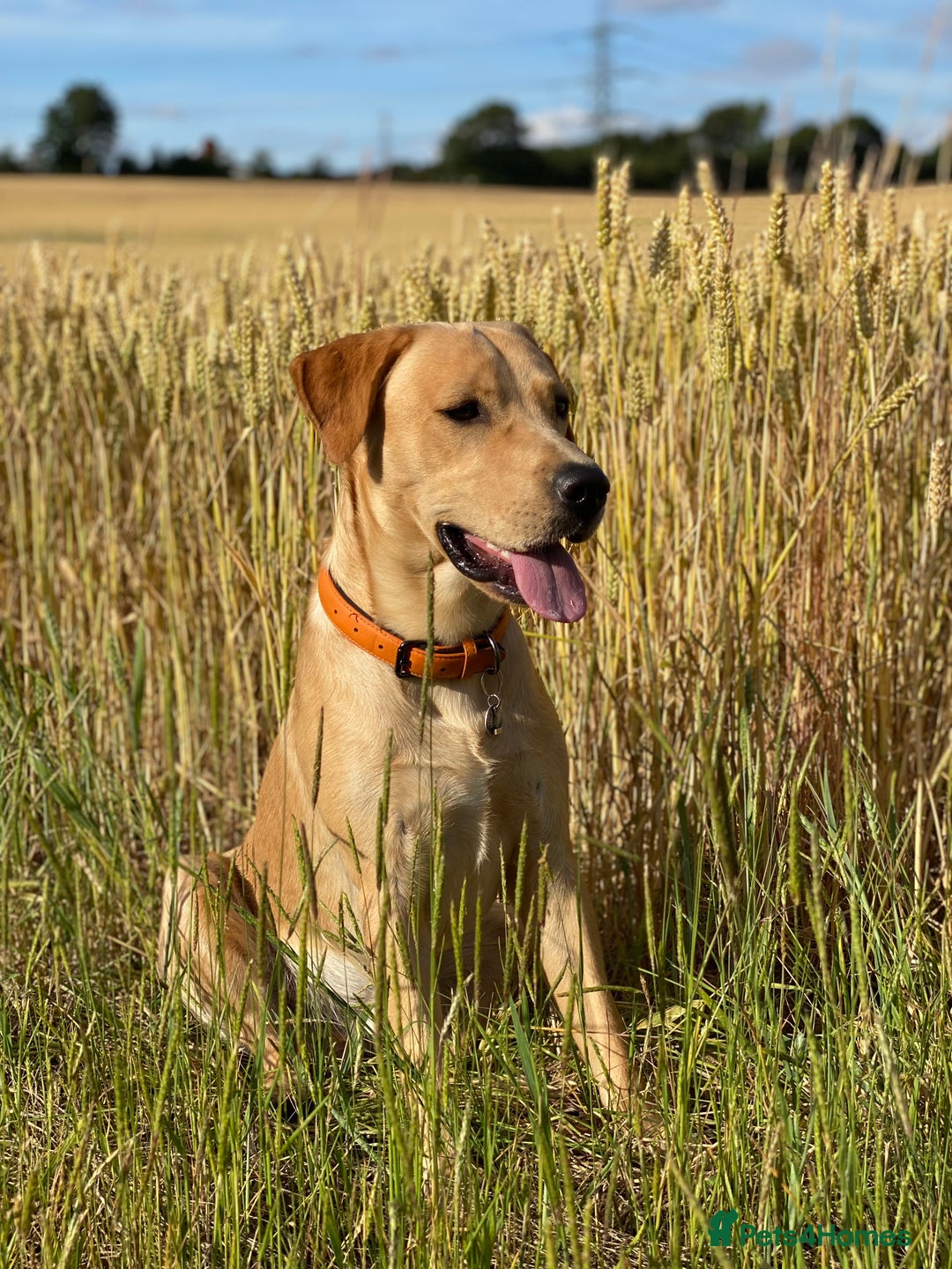 Labrador Retriever dogs for stud: KC Reg Labrador Stud - Proven and Health Tested in Sheffield - Advert 1