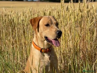 Labrador Retriever dogs in Sheffield - Advert 22