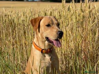 Labrador Retriever dogs KC Reg Labrador Stud - Proven and Health Tested in Sheffield - Advert 7