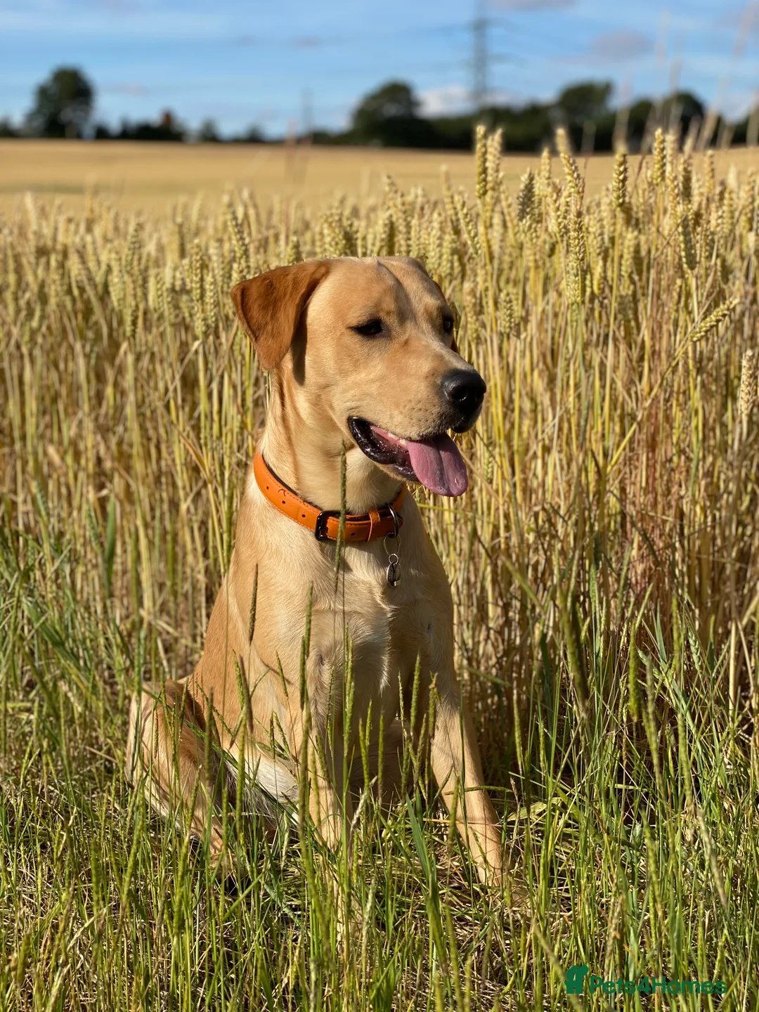 Labrador Retriever dogs for stud: KC Reg Labrador Stud - Proven and Health Tested in Sheffield - Advert 1