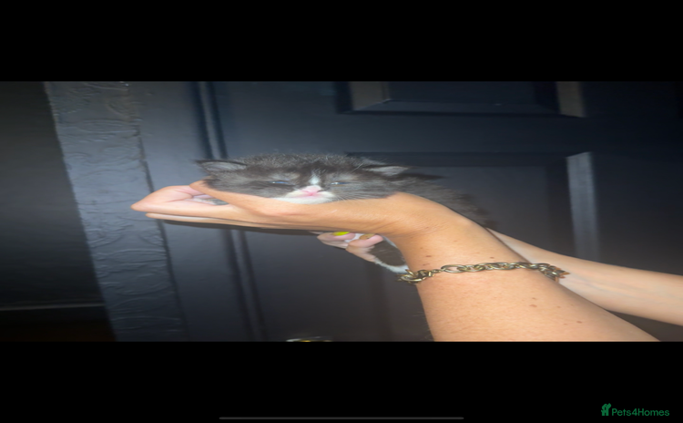 Maine Coon cats - Advert 2