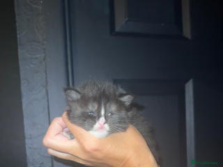 Maine Coon cats - Advert 2