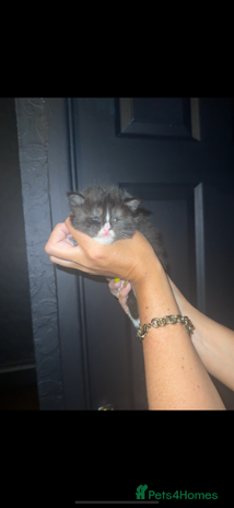 Maine Coon cats - Advert 1