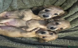 Miniature Dachshund dogs for sale: Beautiful Shaded Cream Long Haired Puppies - Image 3