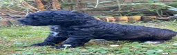 Mixed Breed dogs for sale: STUNNING AUSTRALIAN LABRADOODLE GIRL - Advert 11