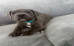 Staffordshire Bull Terrier dogs for sale: Blue Staffordshire bull terrier  - Image 9