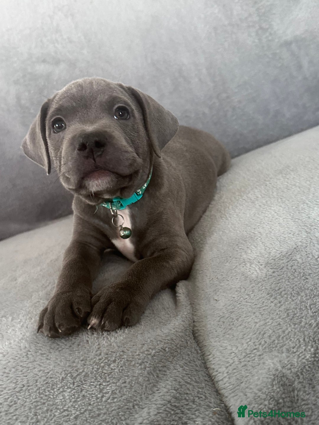 Staffordshire Bull Terrier dogs for sale: Blue Staffordshire bull terrier  - Image 9