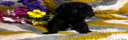 Maltipoo dogs for sale: Maltipoo’s rare colour parents tested Clear PRA - Advert 8