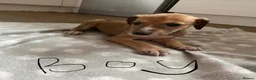 Lurcher dogs for sale: Lurcher puppies  in Keith - Advert 7