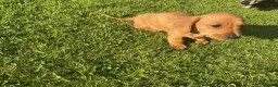 Miniature Dachshund dogs for sale: KC REG Miniature dachshunds. Council licensed - Advert 11