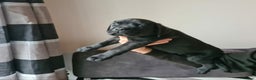 Cane Corso dogs for sale: READY TO LEAVE! OUTSTANDING CANE CORSO PUPPIES! - Advert 34