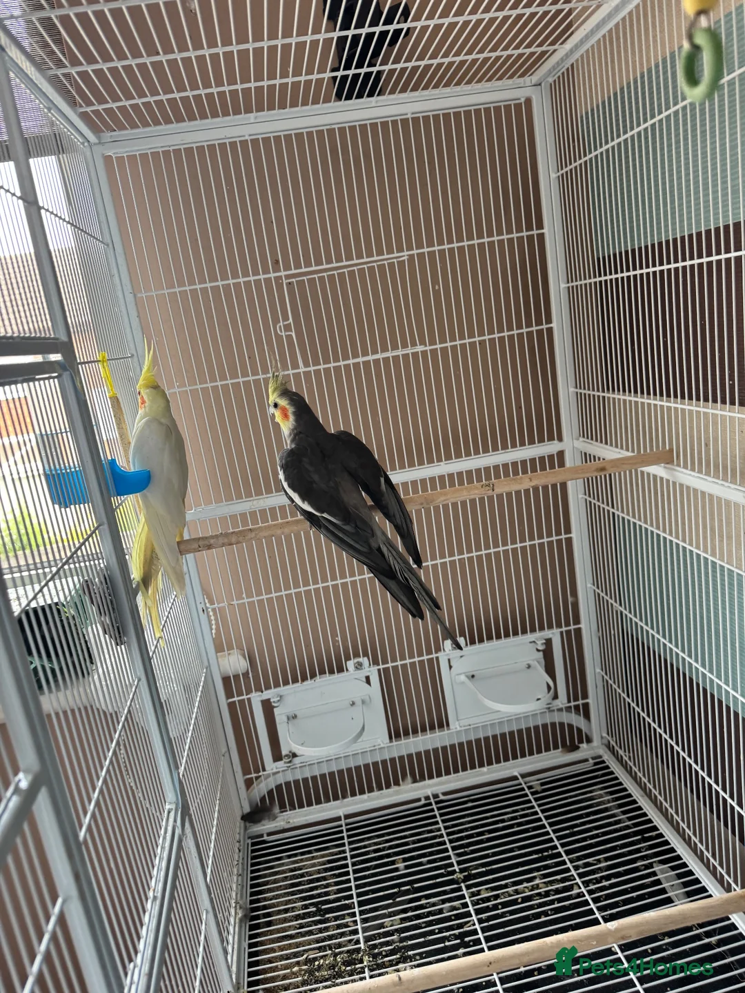 Cockatiels birds for sale: Pair of cockatiels with large flight cage  - Advert 1