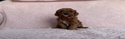 Cavapoo dogs for sale: Health tested F1b Cavapoo puppies - Advert 10