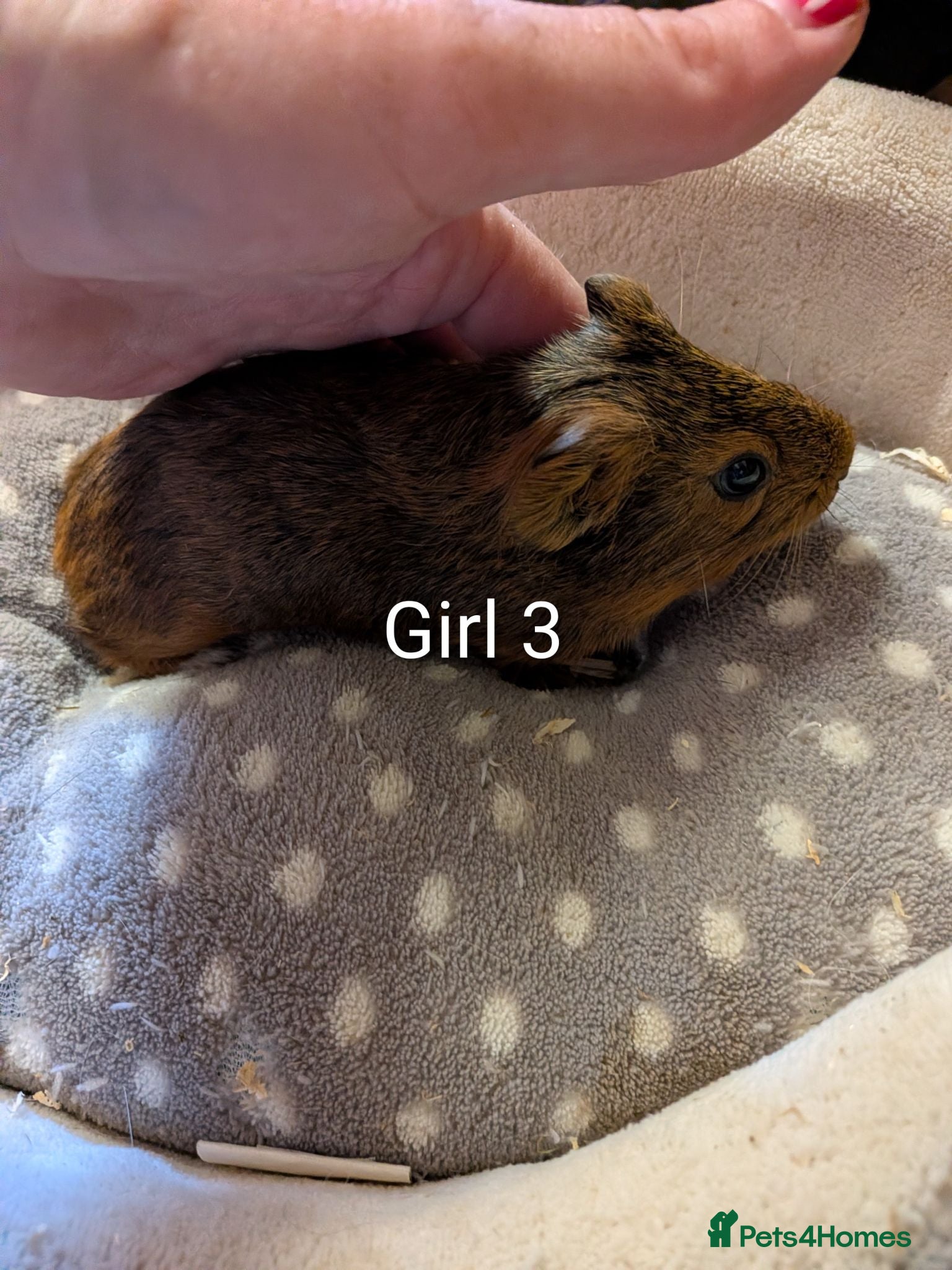Guinea Pig rodents Baby girl guinea pigs ready now - Advert 17