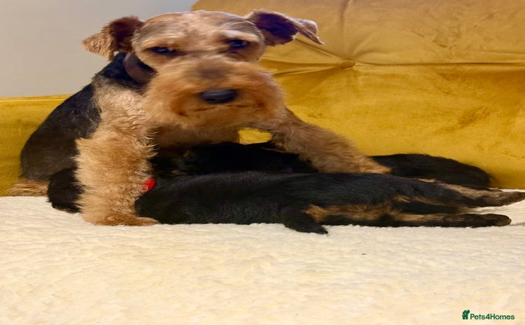 Welsh Terrier dogs - Advert 12