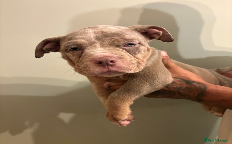 American Bully dogs READY TO LEAVE ABKC Pocket Bully Male - Advert 4