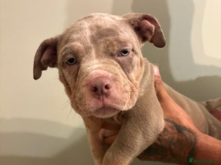 American Bully dogs READY TO LEAVE ABKC Pocket Bully Male - Advert 4