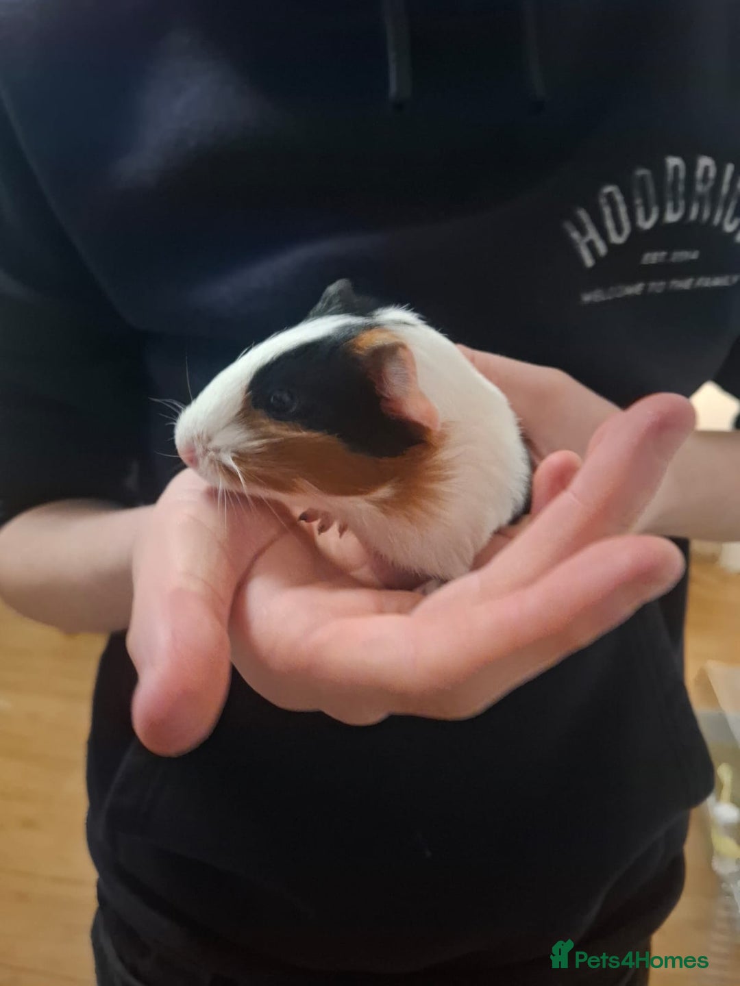 Guinea Pig rodents for sale: 2 12 week old bonded female guinea pigs with cage - Image 3