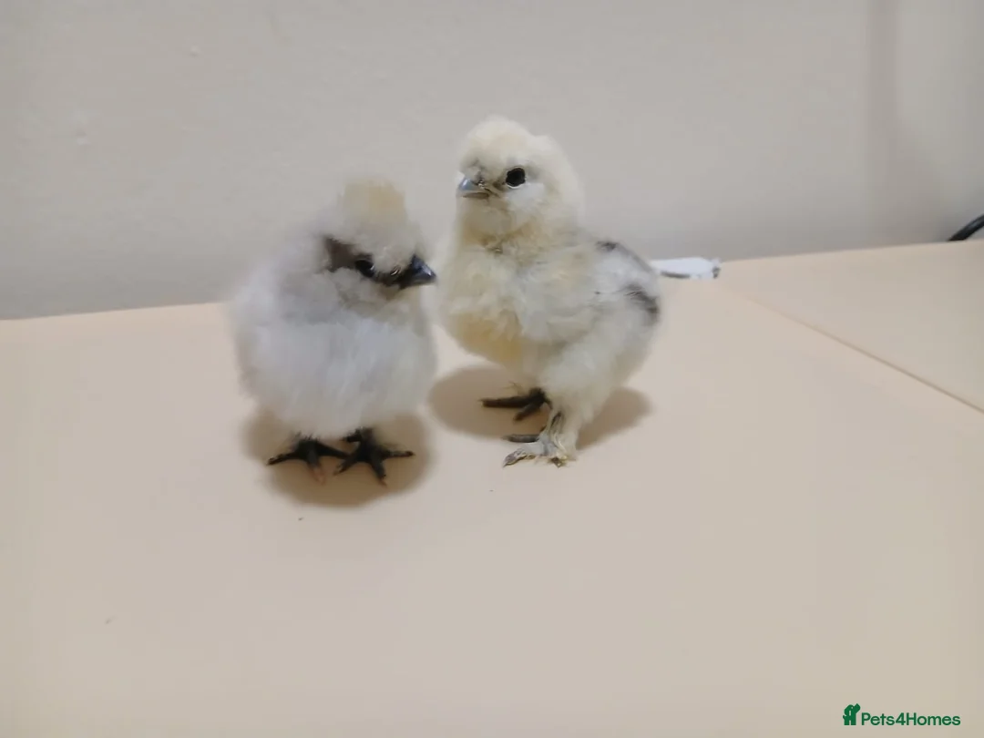 Chickens poultry for sale: Outstanding Bantam Silkie Chicks   - Advert 6