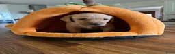 Labrador Retriever dogs for sale: Fox red Labrador  - Advert 18