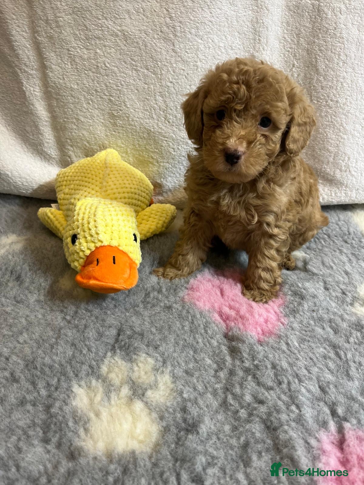 Maltipoo dogs for sale: 🤩 4 f1 stunning male Maltipoo 🤩 - Advert 9