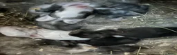 Continental Giant rabbits for sale: Worlds Biggest Bunnies  - Advert 8