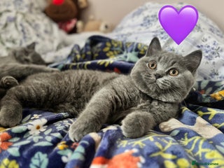 British Shorthair cats British Shorthair Blue 3 Girls GCCF. READY NOW - Advert 7