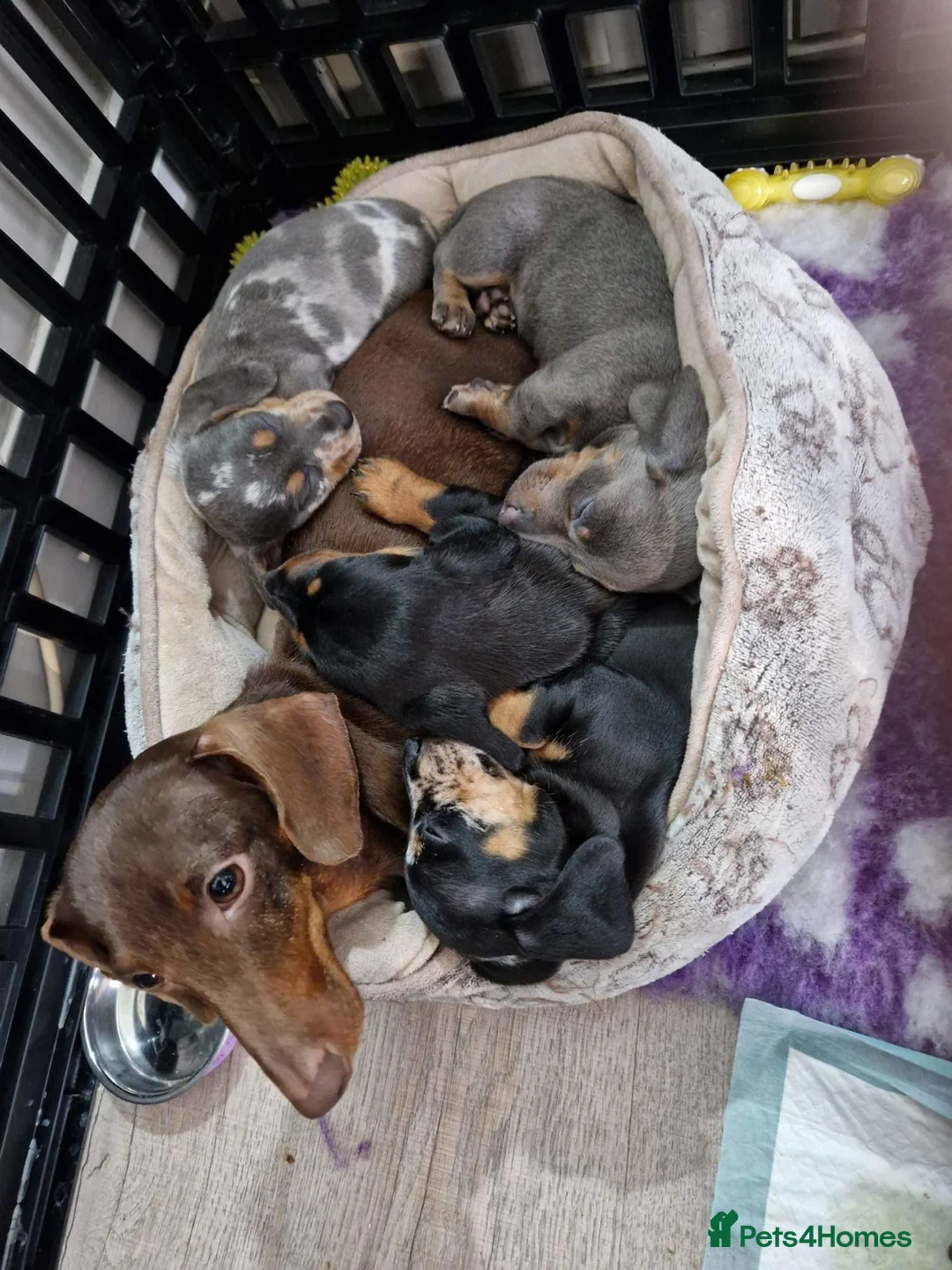Dachshund dogs for stud: Miniature Daschund for Stud in York - Advert 7