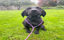 Labrador Retriever dogs for sale: Kind,caring part trained bitch,HEALTH TEST PARENTS - Image 2