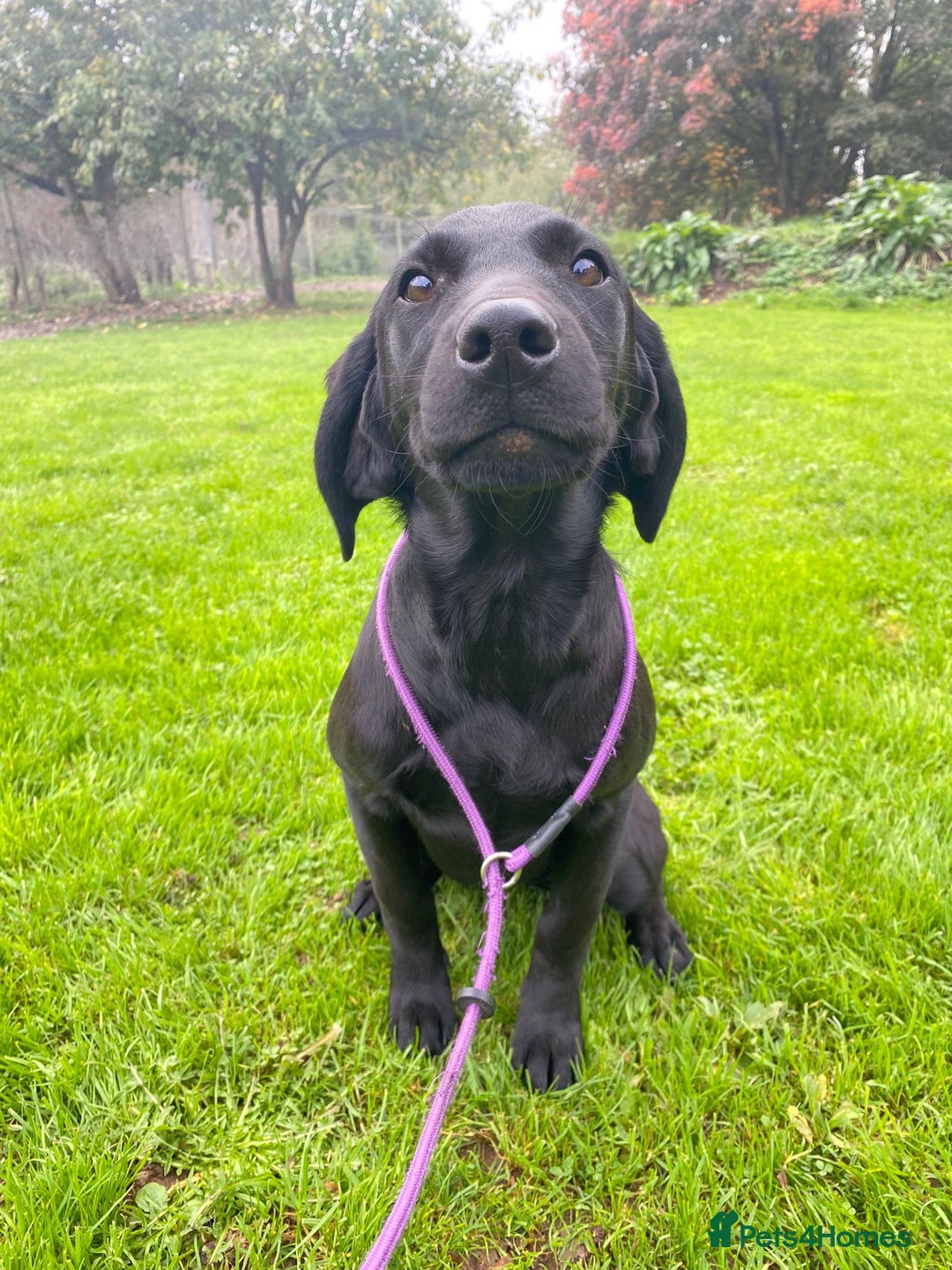 Labrador Retriever dogs for sale: Kind,caring part trained bitch,HEALTH TEST PARENTS - Image 2