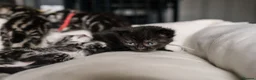 British Shorthair cats for sale: Gorgeous British shorthair tabby litter - Advert 15