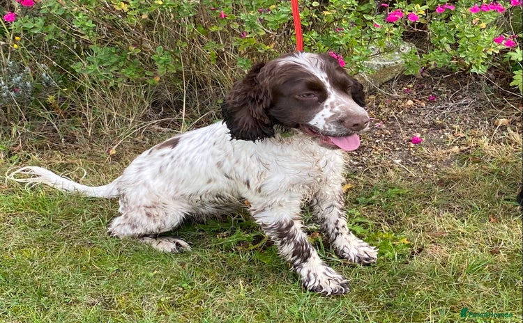 Cocker Spaniel dogs - Advert 1