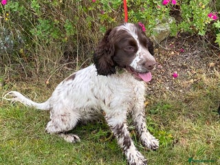 Cocker Spaniel dogs Adorable show cocker spaniel - Advert 2