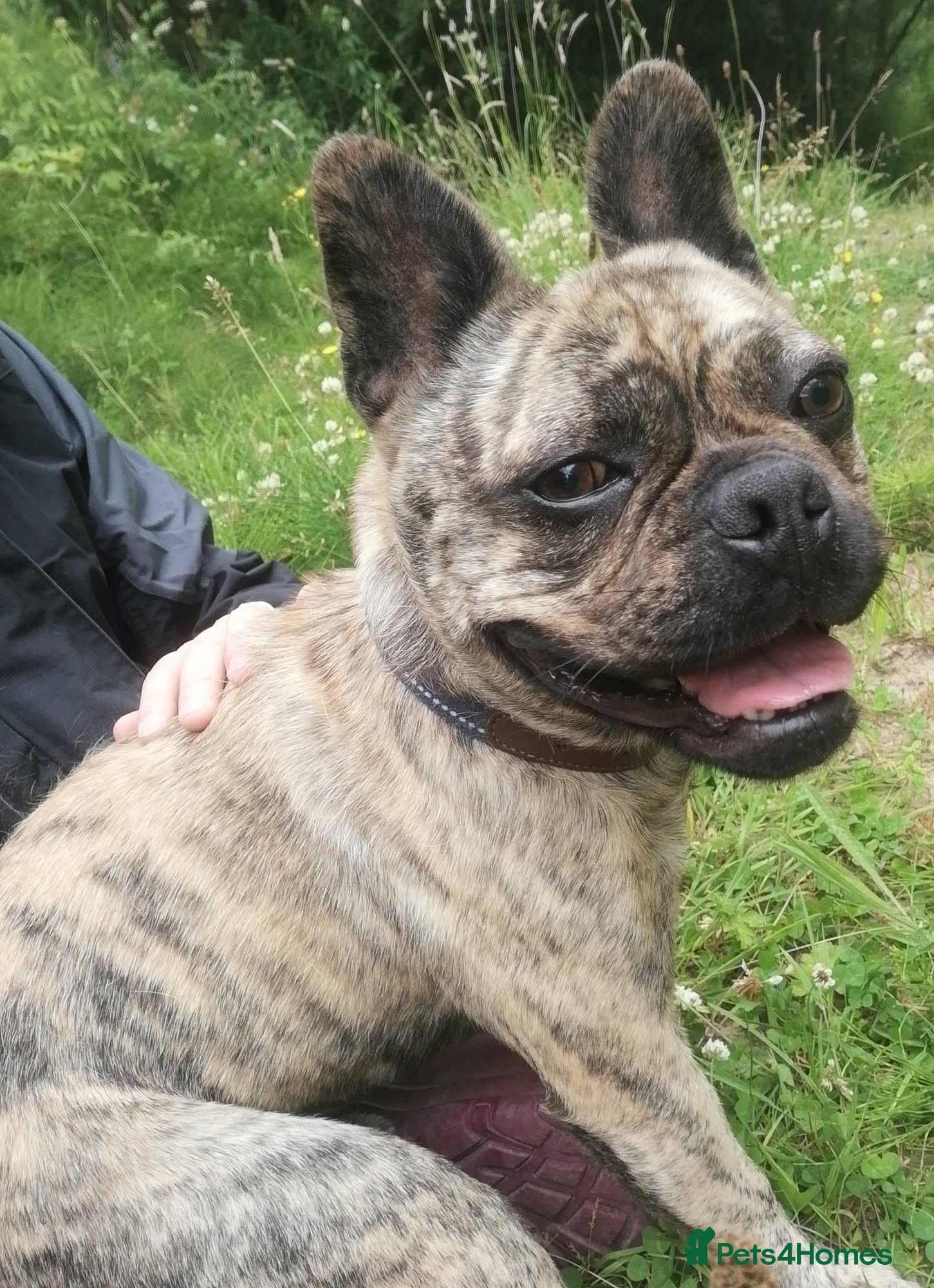 Mixed Breed dogs BUDDY 3yr old Pug x French Bulldog - Advert 2